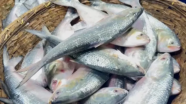 চাঁদপুরে বৈশাখে পান্তা-ইলিশ নয়, মেনুতে ভিন্ন আয়োজন