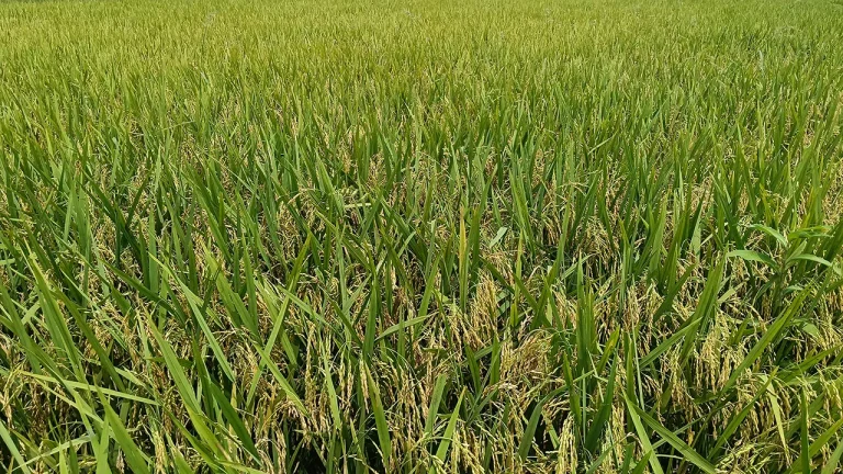 আগাম বন্যার আশঙ্কায় বোরো ধান কর্তনের আহ্বান